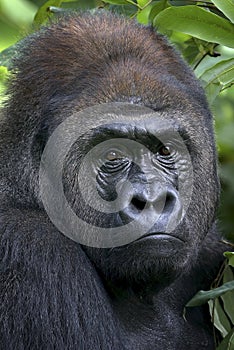 Lowland silverback gorilla