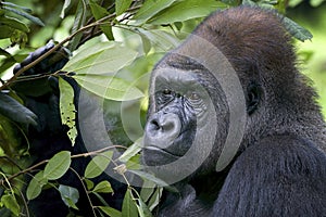 Lowland silverback gorilla in the forest