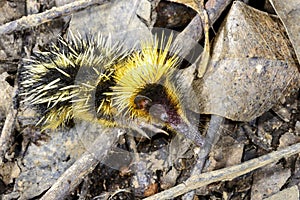 Lowland streaked tenrec , andasibe photo