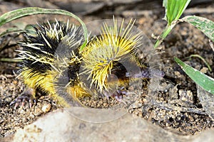 Lowland streaked tenrec , andasibe photo