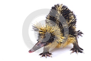 Lowland streaked tenrec, Hemicentetes semispinosus