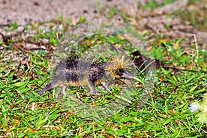 The lowland streaked tenrec photo