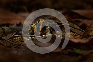 Lowland streaked tenrec, Hemicentetes semispinosus, Park National de Mantadia, endemic mammal in Madagascar. Cute ternec in the