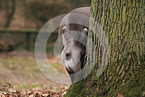 Lowland tapir