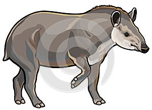 Lowland tapir