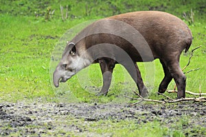 Lowland tapir