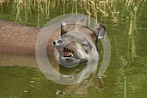 Lowland tapir (Tapirus terrestris)