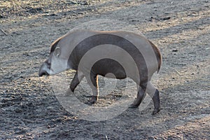 Lowland Tapir - Tapirus terrestris