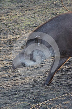 Lowland Tapir - Tapirus terrestris