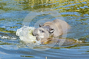 Lowland tapir (Tapirus terrestris)