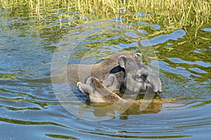 Lowland tapir (Tapirus terrestris)