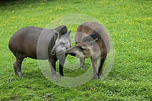 Lowland Tapir, tapirus terrestris, Female with Male