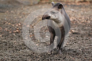 Lowland tapir