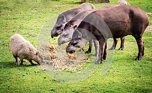 Lowland tapirs