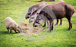 Lowland tapirs photo