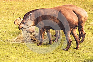 Lowland tapirs photo