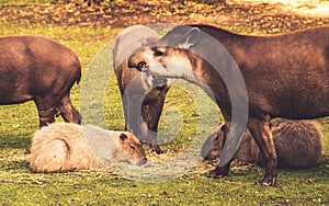 Lowland tapirs photo