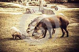 Lowland tapirs photo