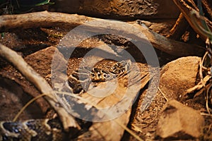 Lowland viper in Omaha's Henry Doorly Zoo and Aquarium in Omaha Nebraska