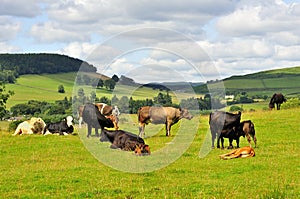 Lowlands Cattle, Moffat, Scotland