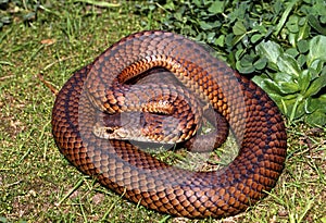 Lowlands Copperhead