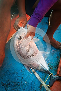 Lowly trevally with fishermen on fishing boat