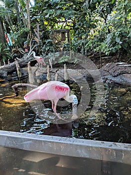 Lowry Park zoo Tampa Florida flamingo