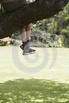 Lowsection Of Boy Sitting On Branch photo