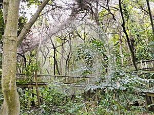 Lowveld National Botanical Garden, Nelspruit