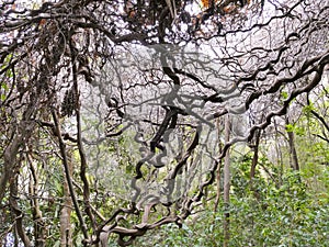 Lowveld National Botanical Garden, Nelspruit photo