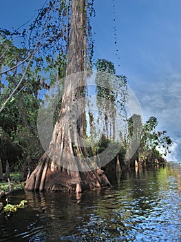 Loxahatchee River Cypress Trees in Florida