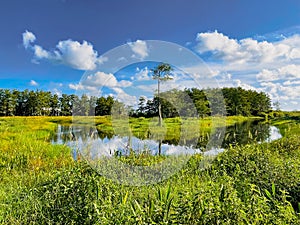 Loxahatchee Slough Natural Area swamp landscape