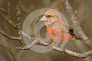 Loxia curvirostra - Red Crossbill male photo