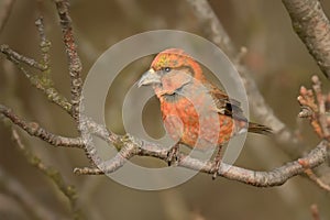 Loxia curvirostra - Red Crossbill male sitting photo