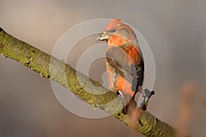 Loxia curvirostra - Red Crossbill sitting on the perch photo