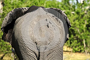 Loxodonta africana