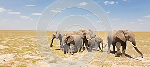 Loxodonta africana, African bush elephant.