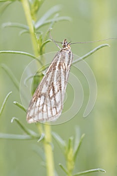 Loxostege clathralis small peculiar looking moth with colorful dark lines on light beige wings perched on Artemisia branch against photo