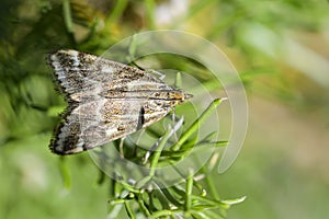 Loxostege sticticalis is a species of moth in the Crambidae family photo