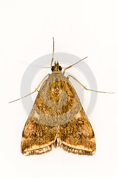 Loxostege sticticalis is a species of moth in the Crambidae family photo