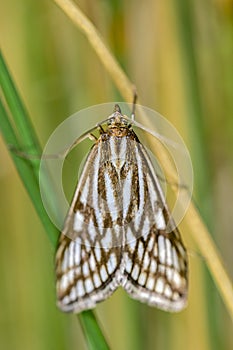 Loxostege tesselalis, night butterfly or moth of the Crambidae family photo