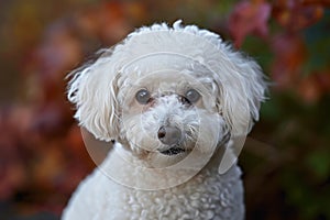 Loyal Adorable bichon dog. Generate Ai