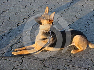 Loyal and attentive dog - german shepherd dog