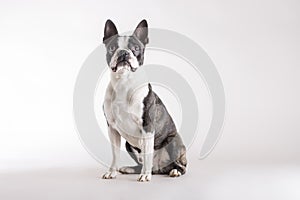 Loyal Boston Terrier watching looking upwards