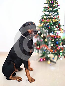 A loyal companion Doberman dog sitting near a Christmas tree , decoration with lights and colour balls