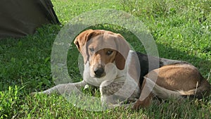 Loyal dog breed beagle lying outdoors raises its head and looking at camera