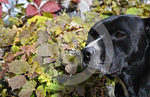 Loyal Dog Fall Portrait