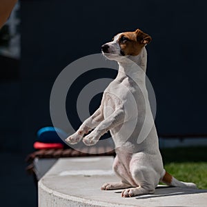 A loyal dog fulfills the command to serve. Jack Russell Terrier is sitting on its hind legs.