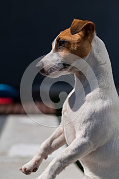 A loyal dog fulfills the command to serve. Jack Russell Terrier is sitting on its hind legs.