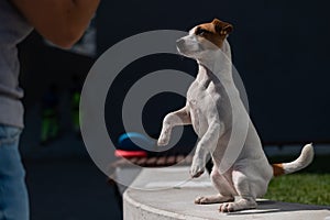 A loyal dog fulfills the command to serve. Jack Russell Terrier is sitting on its hind legs.